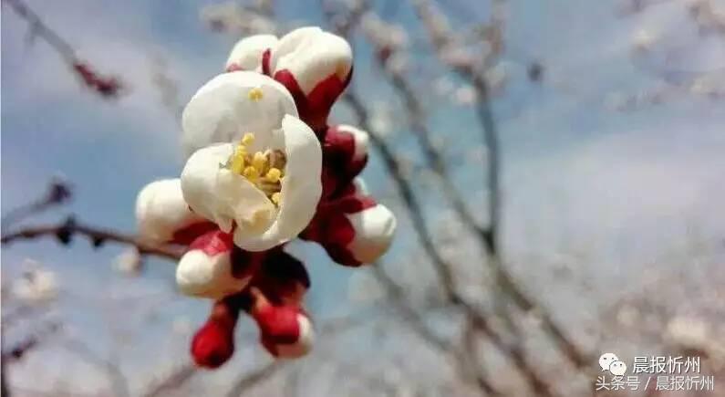 创文明城市特别策划：“我眼中最美春天”随后拍作品7