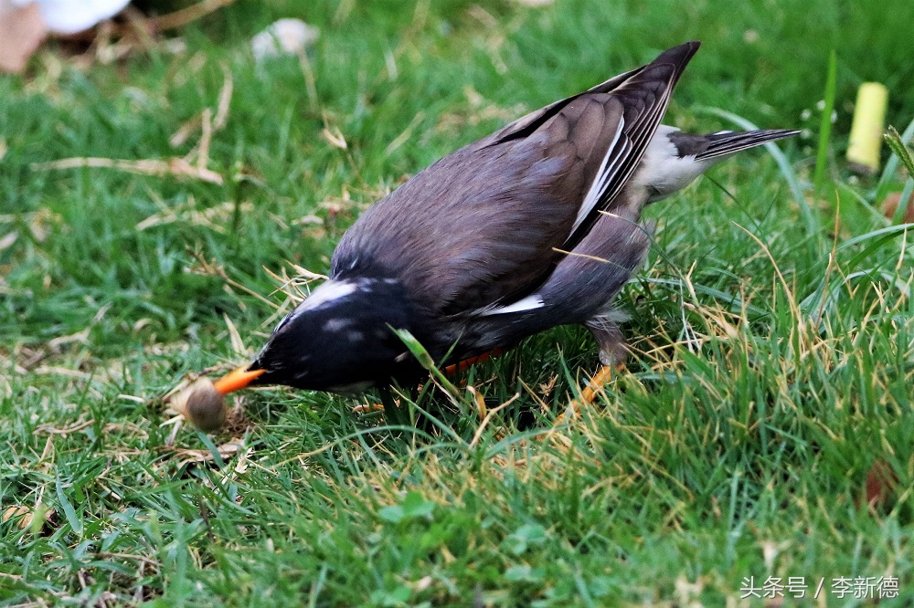 灰掠鸟大餐白土蚕
