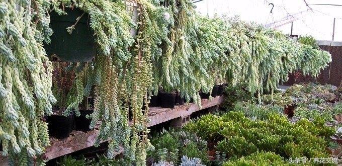 多肉植物以前丢路边都没人要,为什么现在的年轻人抢着买?