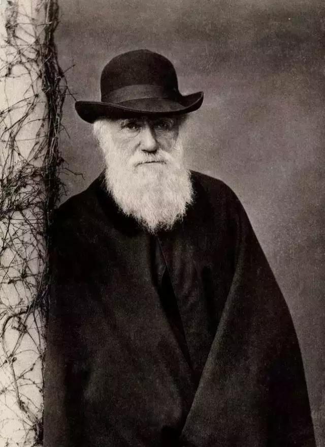 荐书|中国人对兰花情有独钟,没想到达尔文也一样