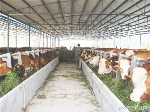 养牛疾病的诊断和治疗措施是什么,怎样快速识别牛病