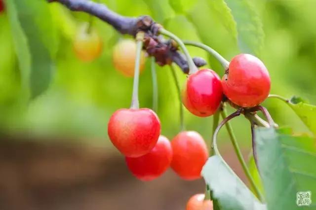 洛阳新安县樱桃采摘园,洛阳樱桃沟摘樱桃