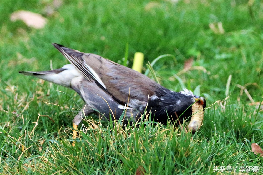 灰掠鸟大餐白土蚕