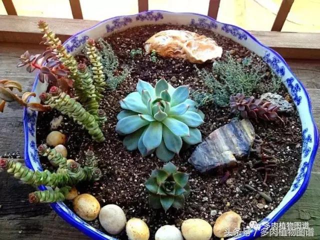 入坑半年的经历,入坑五个月总结