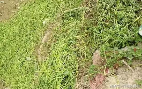 蒜薹5毛钱一斤,蒜薹三十几块钱一斤正常吗