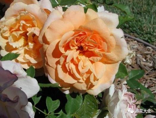 最美最高端的30款月季 (十种绝美的月季)