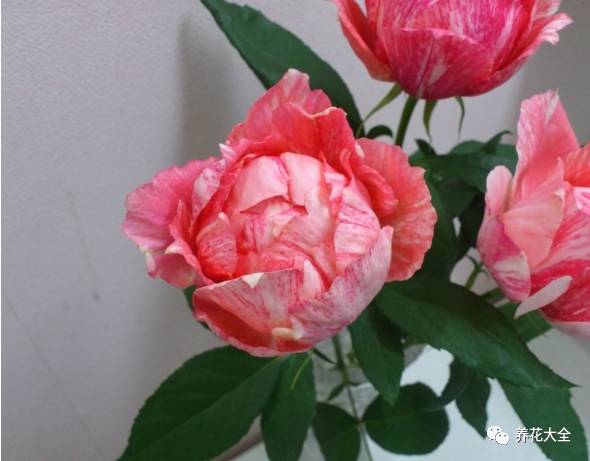 最美最高端的30款月季 (十种绝美的月季)