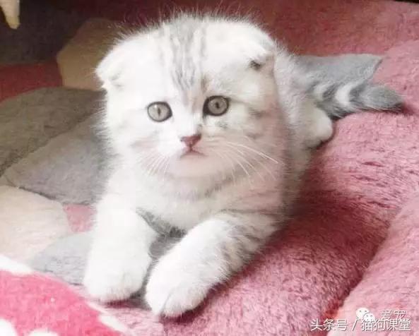 世界名猫排名前十名,世界十大名猫排行榜