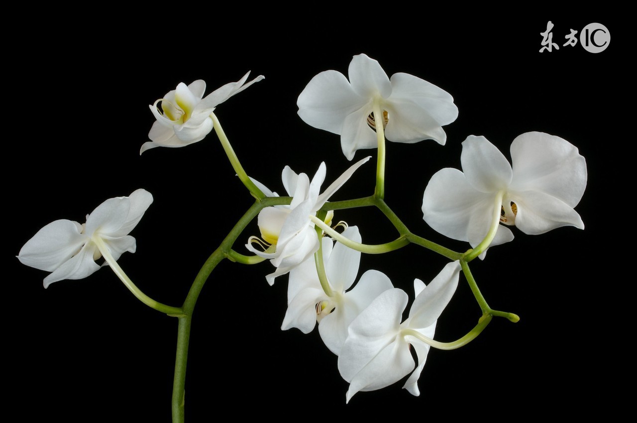 多肉植物为啥降价,多肉植物还有市场吗