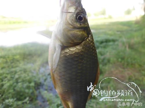 假日野钓鲫鱼,假日河边钓鲫鱼