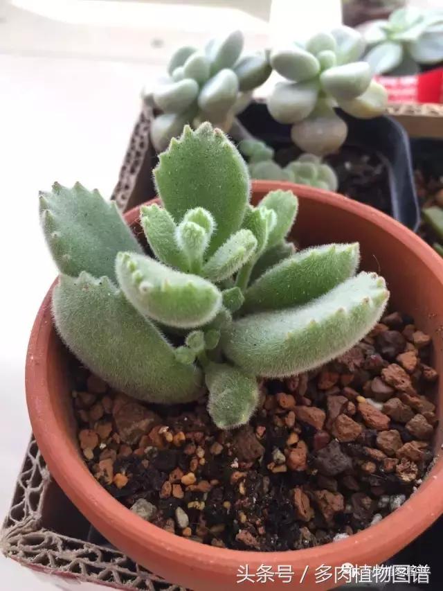 宿舍多肉品种推荐,宿舍多肉