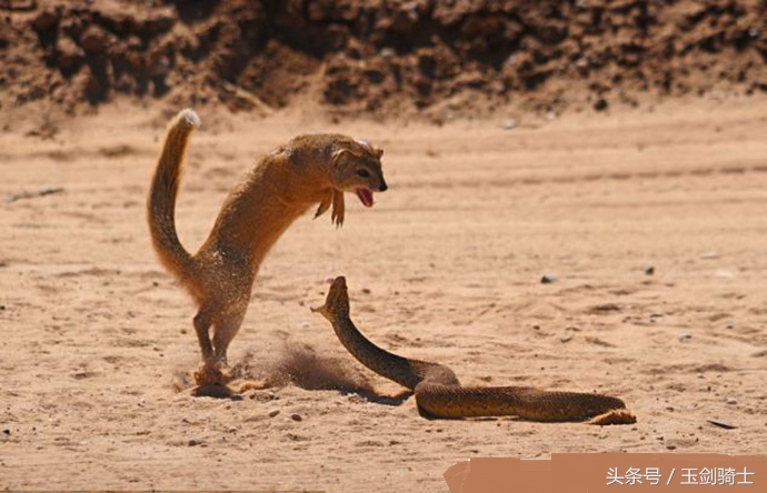 平头哥怕哪种蟒蛇的毒,可以杀掉平头哥的蟒蛇排名