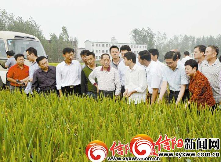 了解信阳毛尖的发展历史,信阳毛尖发展史