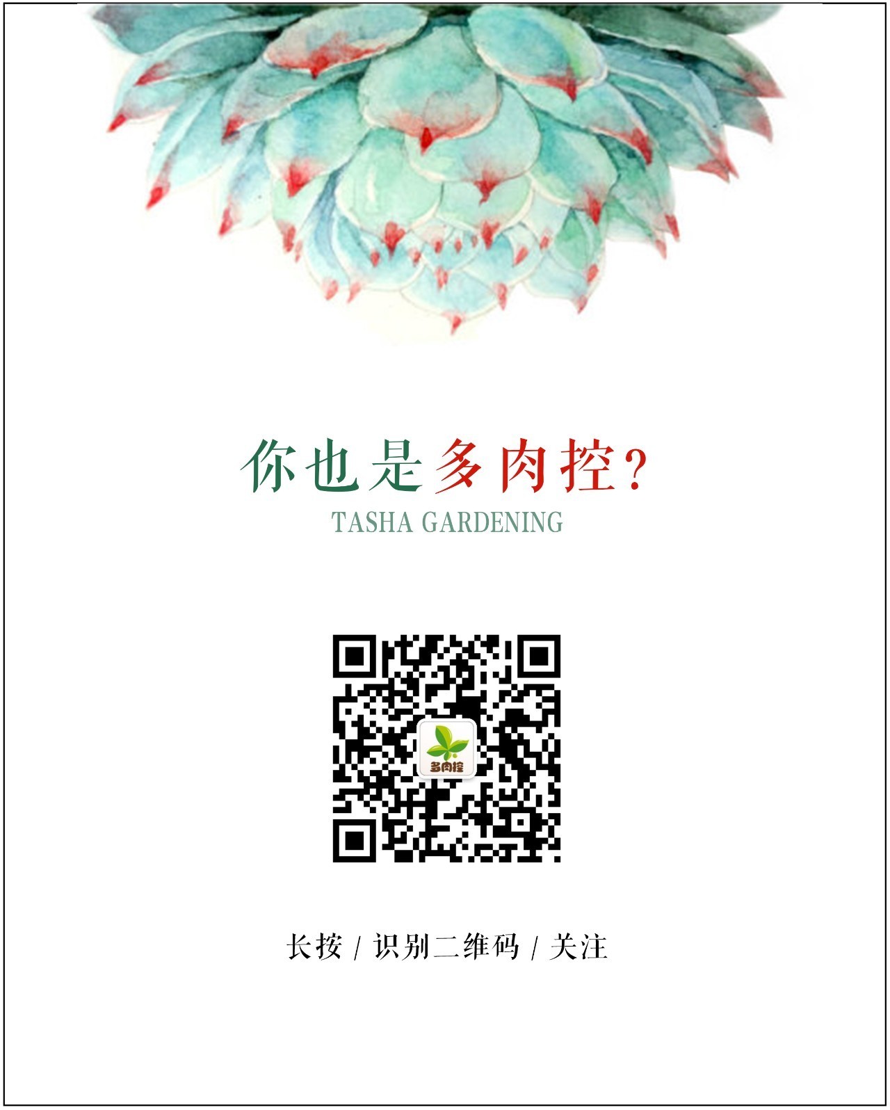 桃美人多肉叶片化水,多肉叶片化水及解决办法