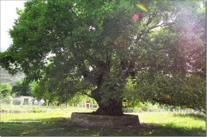 加查县景点地图,加查县有什么景点好玩