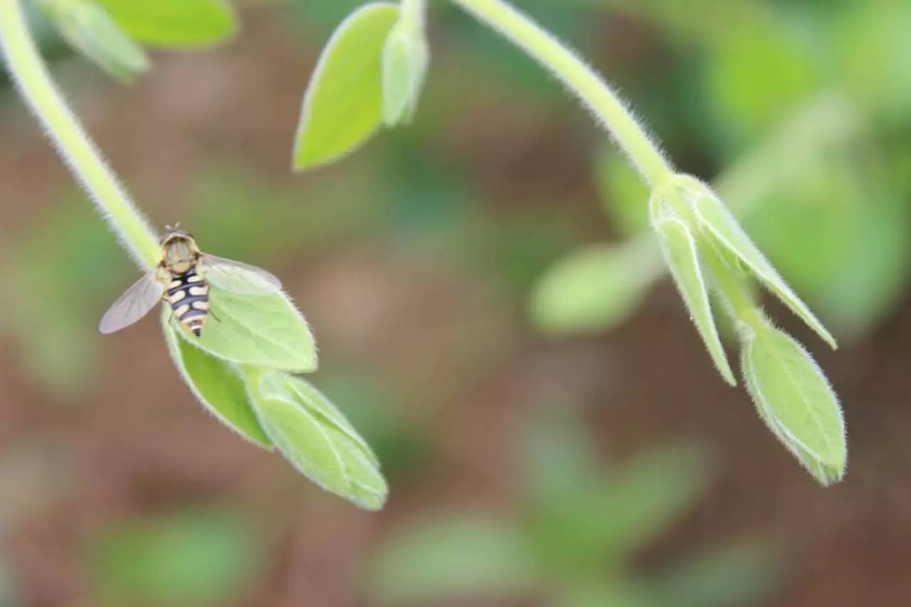 帕金森新药市场,帕金森新药发力占20亿药物市场