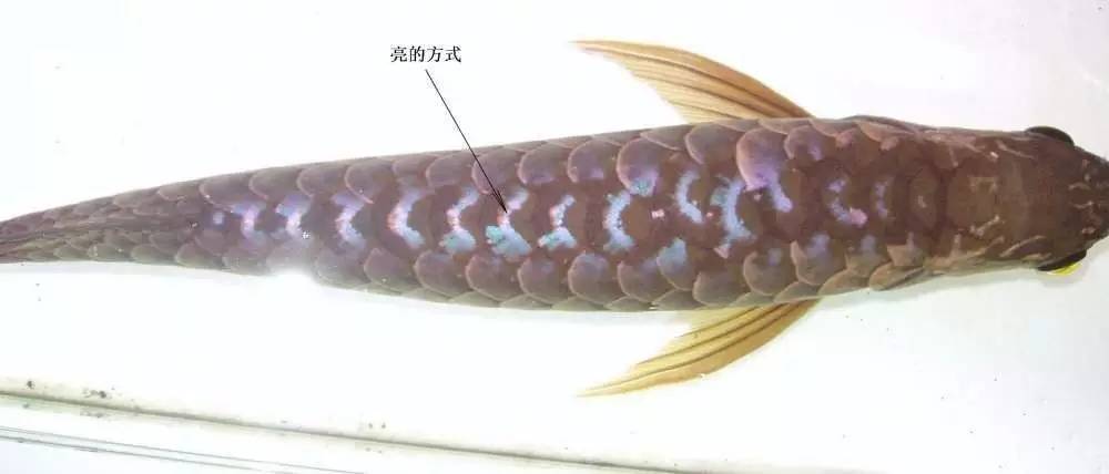 过背金龙和高背金龙的区别,高背金龙跟过背图片对比