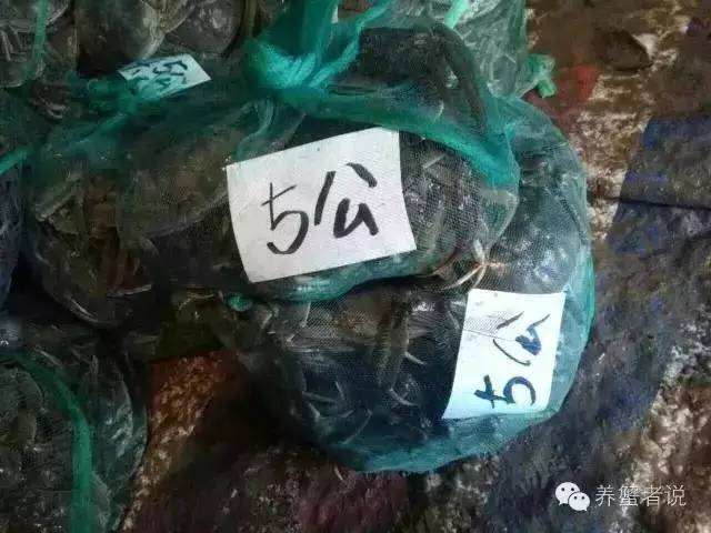 蟹的养殖方法和技巧,养殖后期怎样养出精品蟹