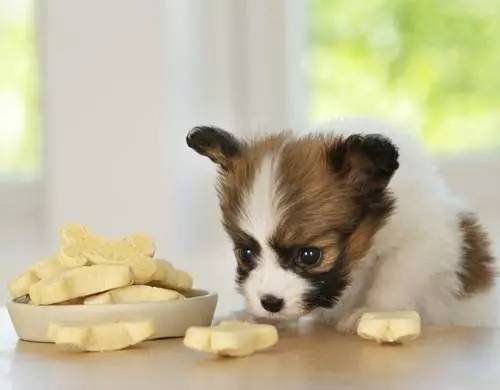 给狗喂饭要喂多少,给狗刷牙的知识