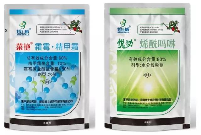 辣椒霜霉疫病怎么防治,霜疫病特效药一览表