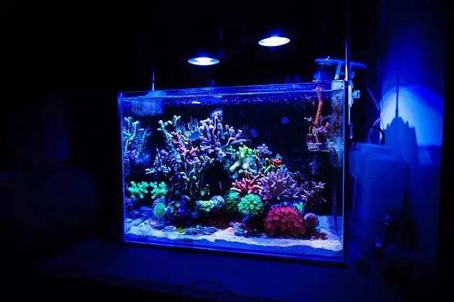 红树海缸,适合海缸的红树品种