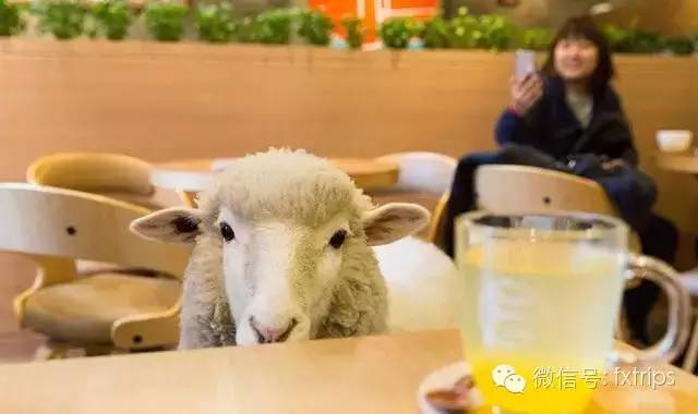 首尔告白餐厅,韩国首尔cafe打卡