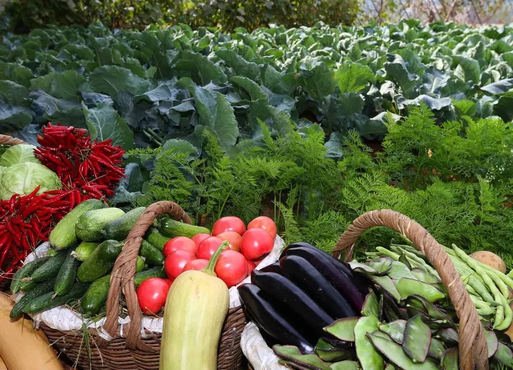 生态农业的好处,生态农业的优势