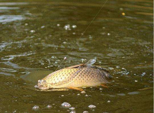 夏季螺鲤3号钓鲤鱼的最佳配方,在河里钓鱼怎么钓得起来