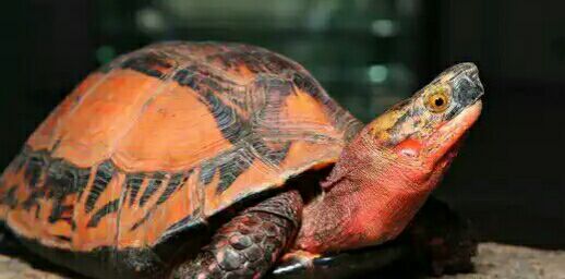 细说国龟之美五（黄额）