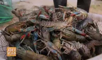 蓝色的龙虾最喜欢吃什么,蓝色的龙虾吃什么