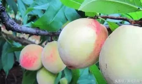 妗冨瓙鍙互鍜屽摢浜涙按鏋滃悆,鑳藉悆妗冨瓙鐨勯鐗╂湁鍝簺