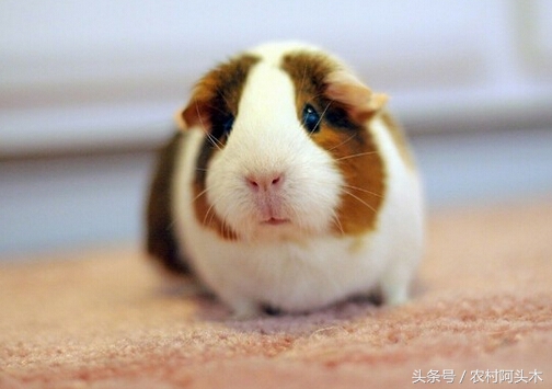 豚鼠的性格特点是什么呢,荷兰猪生活习性是什么