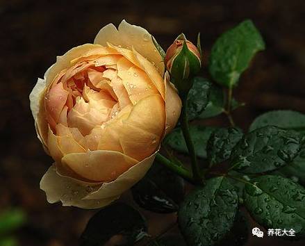 最美最高端的30款月季 (十种绝美的月季)