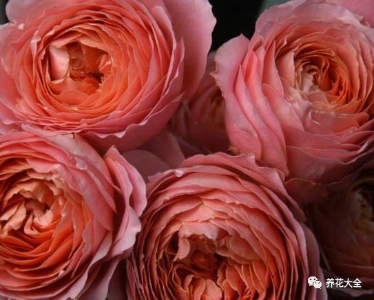 最美最高端的30款月季 (十种绝美的月季)