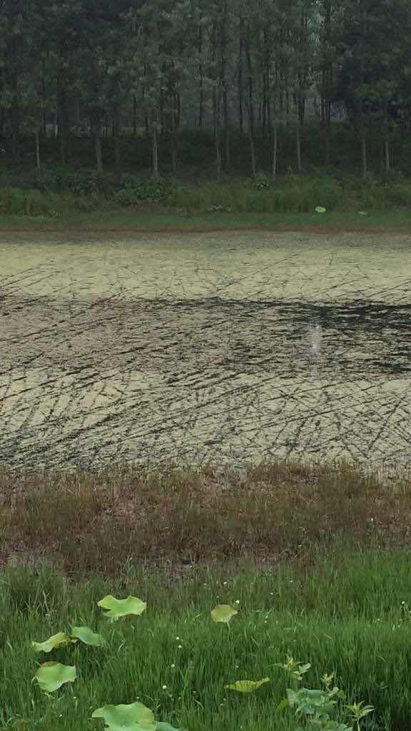 户外钓获最大鲫鱼,野钓擒获一尾九斤大鲫鱼