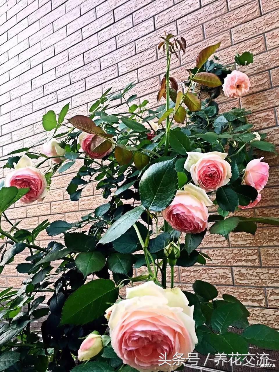 为什么别人养的月季那么好,养好月季真正秘诀