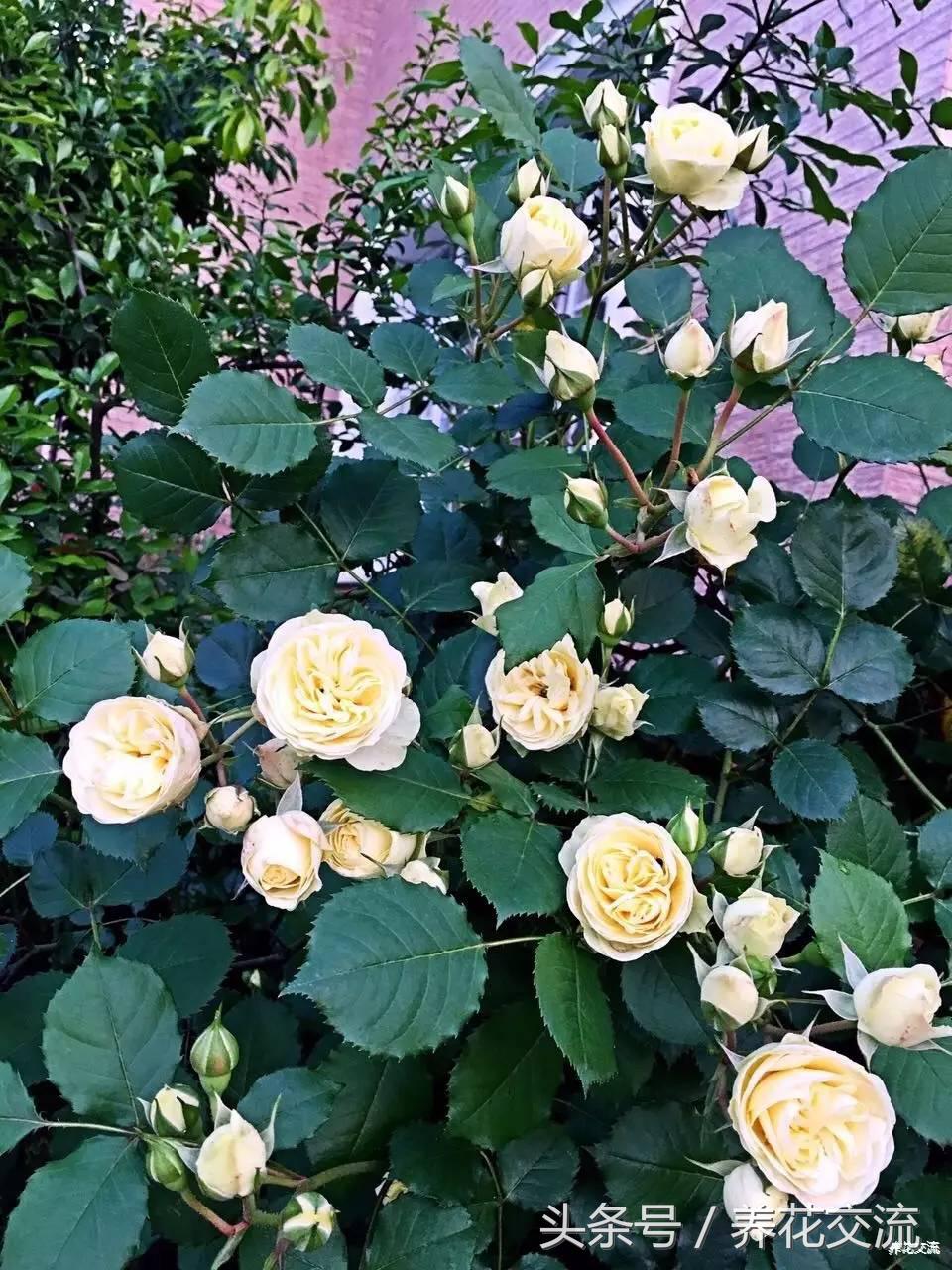 为什么别人养的月季那么好,养好月季真正秘诀