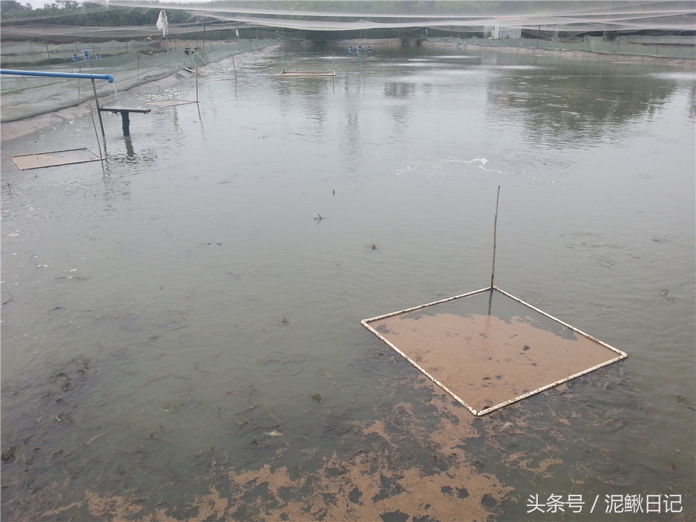 今年泥鳅市场价能卖多少元一斤,泥鳅什么价格行情最好