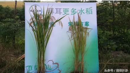 德国拜耳著名产品,德国拜耳药物