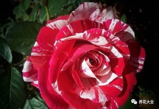 最美的十款月季品种推荐 (十种绝美的月季)