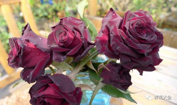 最美最高端的30款月季 (十种绝美的月季)