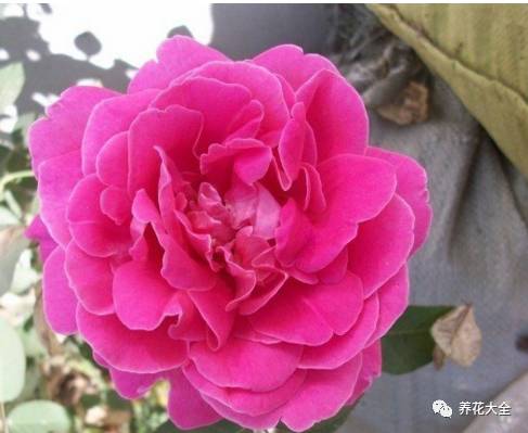 最美最高端的30款月季 (十种绝美的月季)