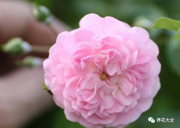 最美的十款月季品种推荐 (十种绝美的月季)