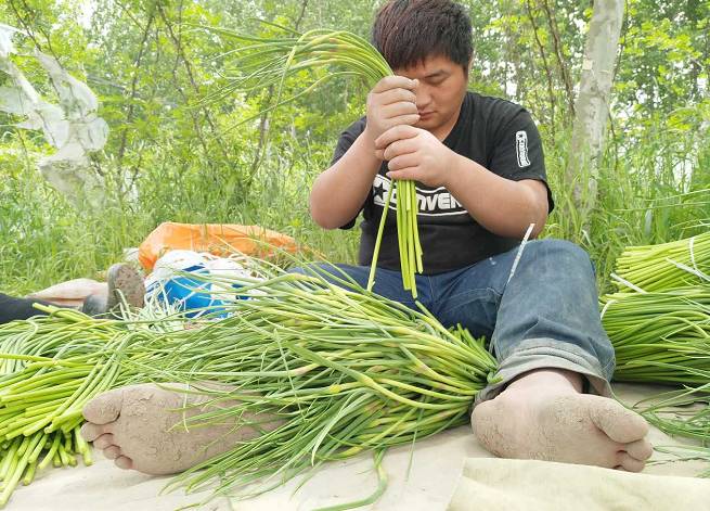 河南蒜薹最新消息,河南蒜薹滞销