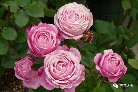 最美最高端的30款月季 (十种绝美的月季)