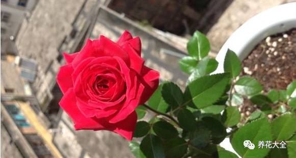 最美的十款月季品种推荐 (十种绝美的月季)