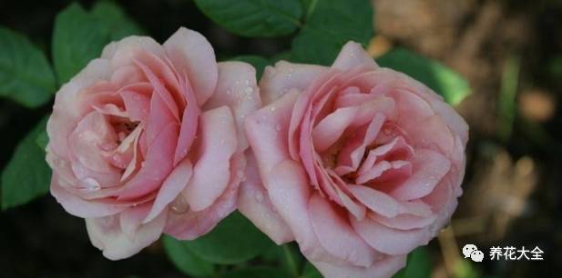 最美最高端的30款月季 (十种绝美的月季)