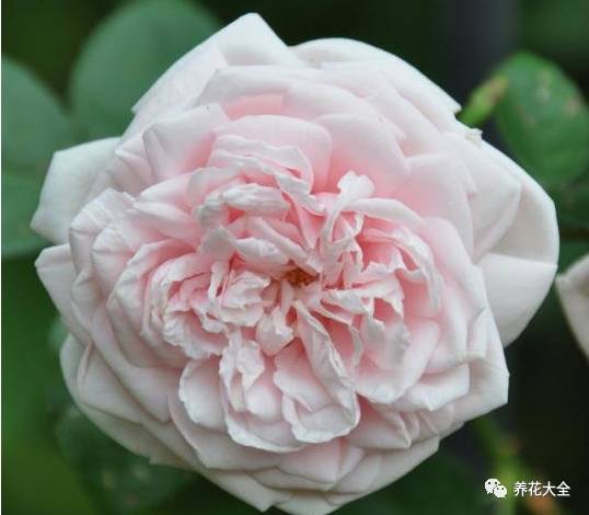 最美最高端的30款月季 (十种绝美的月季)