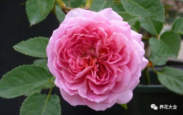 最美的十款月季品种推荐 (十种绝美的月季)