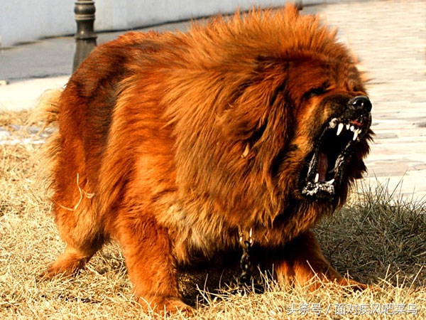 世界十大猛犬藏獒仅排第二,世界十大猛犬中国藏獒只排第二